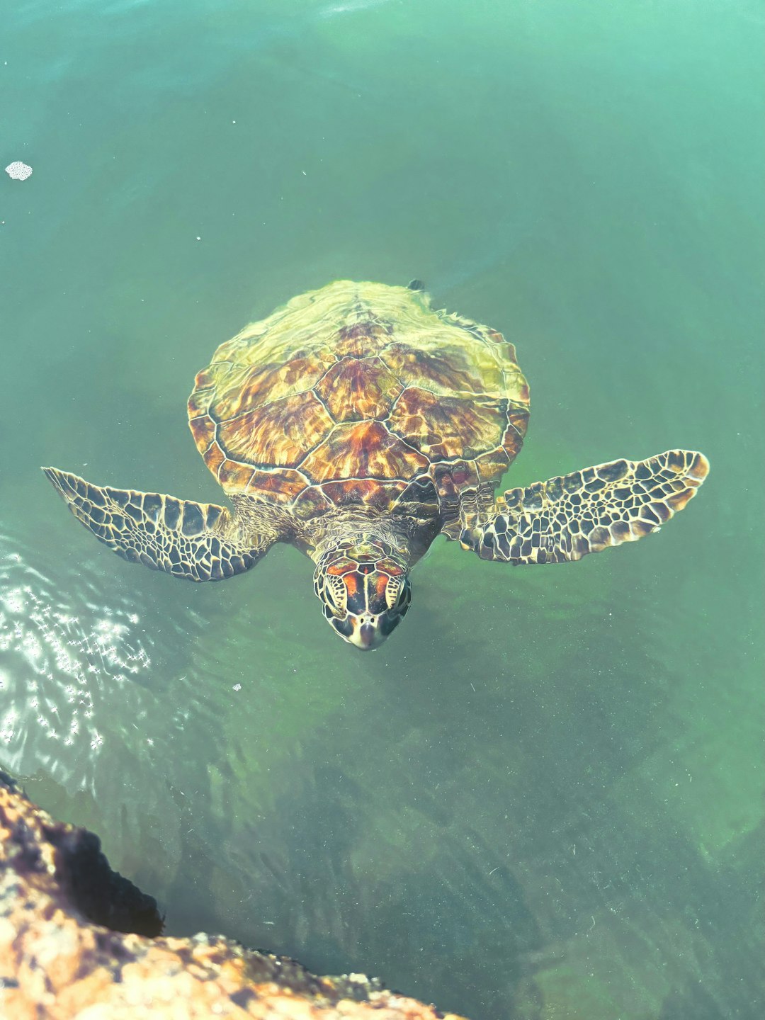 Where to See Sea Turtles in Tenerife – Top Snorkeling Spots