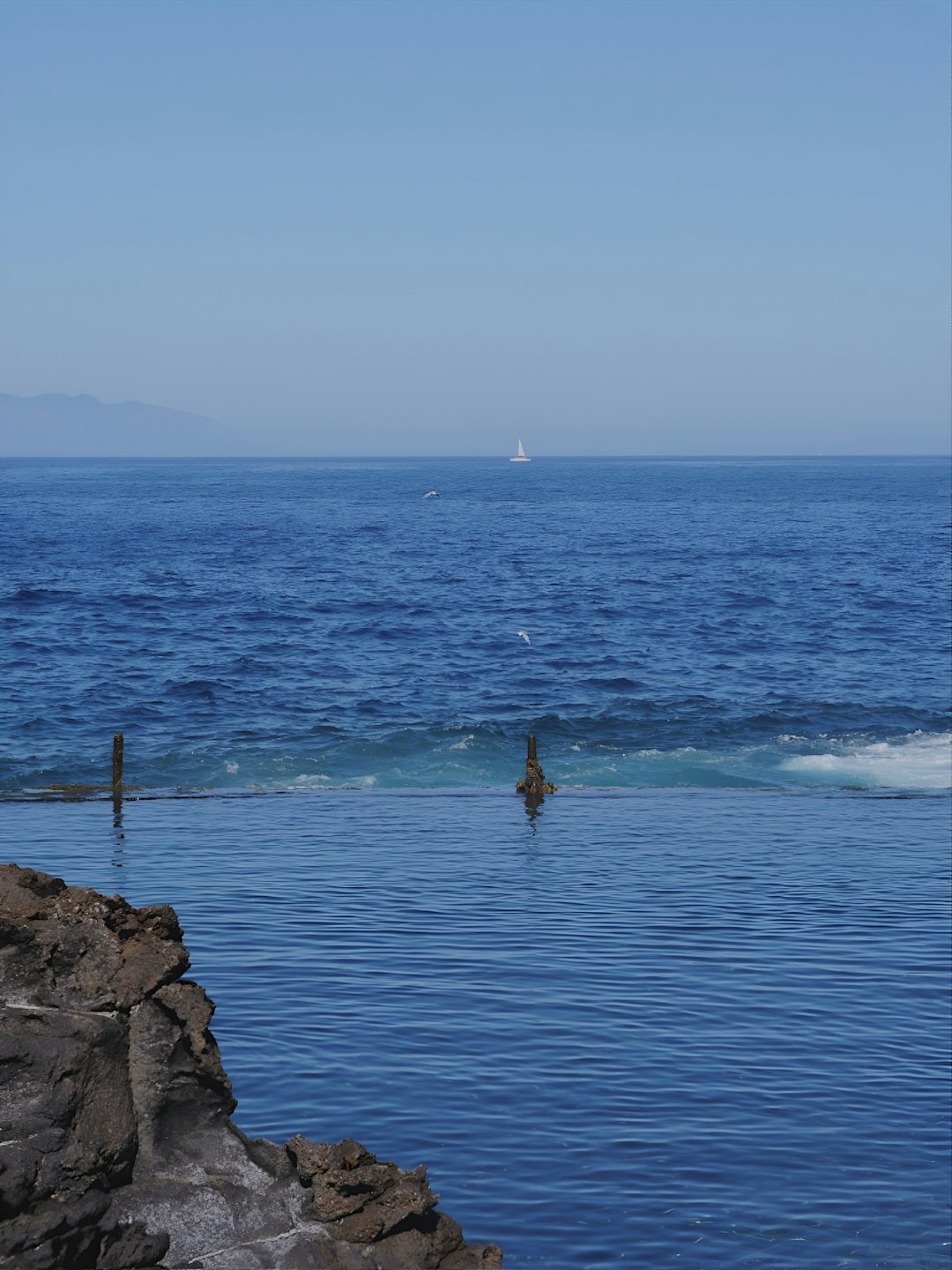 Whale & Dolphin Fiesta